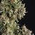 Ak 74 Auto - Autoflowering - Trikoma Seeds