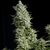 Alpujarreña - Photodependent - Pyramid Seeds