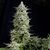 Amnesia Gold - Photodependent - Pyramid Seeds