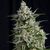 Anesthesia - Photoabhängige - Pyramid Seeds