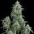 Anubis - Photodependent - Pyramid Seeds