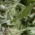 Auto Alpujarreña - Autoflowering-Samen - Pyramid Seeds