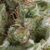 Auto American Pie - Autoflowering Seeds- Pyramid Seeds