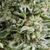 Auto Amnesia Gold - Autoflowering-Samen - Pyramid Seeds - Cannabissamen