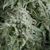 Auto Anubis - Autoflowering Seeds - Pyramid Seeds