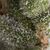 Auto Fresh Candy - Autoflowering-Samen - Pyramid Seeds