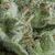 Auto Kryptonite - Autoflowering Seeds - Pyramid Seeds