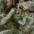 Auto Lennon - Autoflowering-Samen - Pyramid Seeds