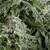 Auto Northern Lights CBD - CBD Seeds - Pyramid Seeds