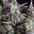 Auto Olympia - Autoflowering-Samen - Pyramid Seeds