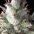 Auto Ramses - Autoflowering-Samen - Pyramid Seeds