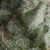 Auto Shark - Autoflowering-Samen - Pyramid Seeds