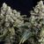 Produkt_Auto Tutankhamon - Autoflowering-Samen - Pyramid Seeds, Paket Einheiten: 3 Samen / Packung + 1 Kostenlos__Cannadusa_Marktplatz_Kaufen