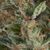 Auto Wembley - Autoflowering-Samen - Pyramid Seeds