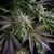Blue Pyramid - Photodependent - Pyramid Seeds