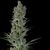 Critical Plus Auto - Autoflowering - Trikoma Seeds