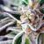 Do-Si-Dos - American Strains - Pyramid Seeds
