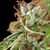 Double OG Haze - American Strains - Pyramid Seeds