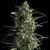 Galaxy CBD - CBD Samen - Pyramid Seeds