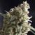 Lennon - Photodependent - Pyramid Seeds