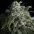 Nefertiti - Photodependent - Pyramid Seeds