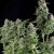 Northern Lights CBD - CBD Seeds - Pyramid Seeds