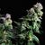 Purple Urkle - American Strains - Pyramid Seeds