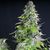 Romulan - American Strains - Pyramid Seeds
