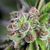 Watermelon Zkittlez - American Strains - Pyramid Seeds - Cannabis Seeds