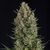 Wembley - Photodependent - Pyramid Seeds