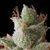 White Widow Auto - Autoflowering - Trikoma Seeds