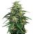 Produkt_Amnesia  - Cannabis Saatgut by GEASEEDS, Paket Einheiten: 5 Samen / Packung__Cannadusa_Marktplatz_Kaufen