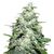 Produkt_Amnesia Pro  - Cannabis Saatgut by GEASEEDS, Paket Einheiten: 5 Samen / Packung__Cannadusa_Marktplatz_Kaufen