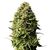 Product_Auto Ak - Cannabis Seeds by GEASEEDS, Package Unit: 5 Seed / Package_Cannadusa_Marketplace_Buy