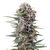 Product_Auto Cheese - Cannabis Seeds by GEASEEDS, Package Unit: 5 Seed / Package_Cannadusa_Marketplace_Buy