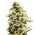 Product_Auto Critical - Cannabis Seeds by GEASEEDS, Package Unit: 5 Seed / Package_Cannadusa_Marketplace_Buy
