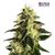 Product_Auto Gorilla - Cannabis Seeds by GEASEEDS, Package Unit: 5 Seed / Package_Cannadusa_Marketplace_Buy