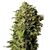 Product_Auto Haze - Cannabis Seeds by GEASEEDS, Package Unit: 5 Seed / Package_Cannadusa_Marketplace_Buy