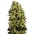 Product_Auto M8 - Cannabis Seeds by GEASEEDS, Package Unit: 5 Seed / Package_Cannadusa_Marketplace_Buy