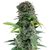 Product_Auto Somango - Cannabis Seeds by GEASEEDS, Package Unit: 5 Seed / Package_Cannadusa_Marketplace_Buy