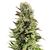 Produkt_Auto Super Skunk - Cannabis Saatgut by GEASEEDS, Paket Einheiten: 5 Samen / Packung__Cannadusa_Marktplatz_Kaufen