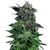 Product_Auto Widow - Cannabis Seeds by GEASEEDS, Package Unit: 5 Seed / Package_Cannadusa_Marketplace_Buy