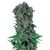 Produkt_Black Kush 98  - Cannabis Saatgut by GEASEEDS, Paket Einheiten: 5 Samen / Packung__Cannadusa_Marktplatz_Kaufen