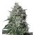 Product_Fast Amnesia Pro - Cannabis Seeds by GEASEEDS, Package Unit: 5 Seed / Package_Cannadusa_Marketplace_Buy
