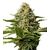 Produkt_Critical Mango  - Cannabis Saatgut by GEASEEDS, Paket Einheiten: 5 Samen / Packung__Cannadusa_Marktplatz_Kaufen