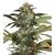 Product_Early Skunk  - Cannabis Seeds by GEASEEDS, Package Unit: 5 Seed / Package_Cannadusa_Marketplace_Buy