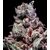 Product_Gealato Sherb - Cannabis Seeds by GEASEEDS, Package Unit: 5 Seed / Package_Cannadusa_Marketplace_Buy
