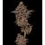 Product_Gealousy - Cannabis Seeds by GEASEEDS, Package Unit: 5 Seed / Package_Cannadusa_Marketplace_Buy