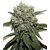 Product_Hard Diesel  - Cannabis Seeds by GEASEEDS, Package Unit: 5 Seed / Package_Cannadusa_Marketplace_Buy
