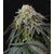 Produkt_Kush Mintz - Cannabis Saatgut by GEASEEDS, Paket Einheiten: 5 Samen / Packung__Cannadusa_Marktplatz_Kaufen
